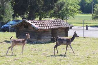 biches du parc à animaux